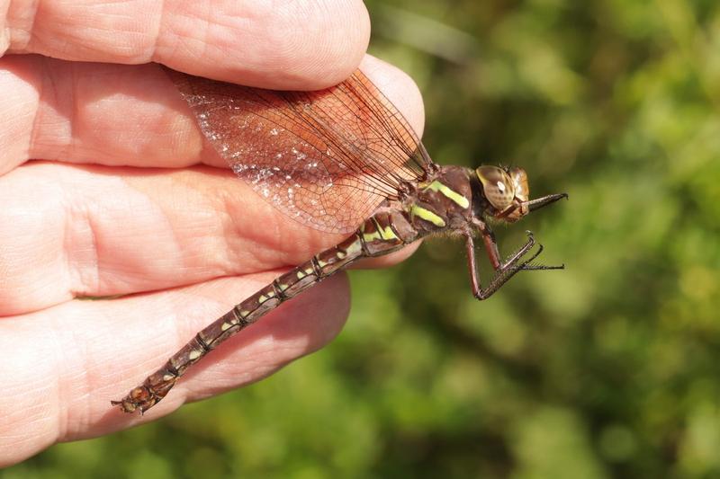 Photo of Shadow Darner