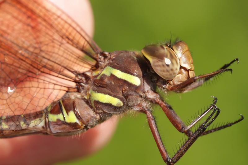 Photo of Shadow Darner