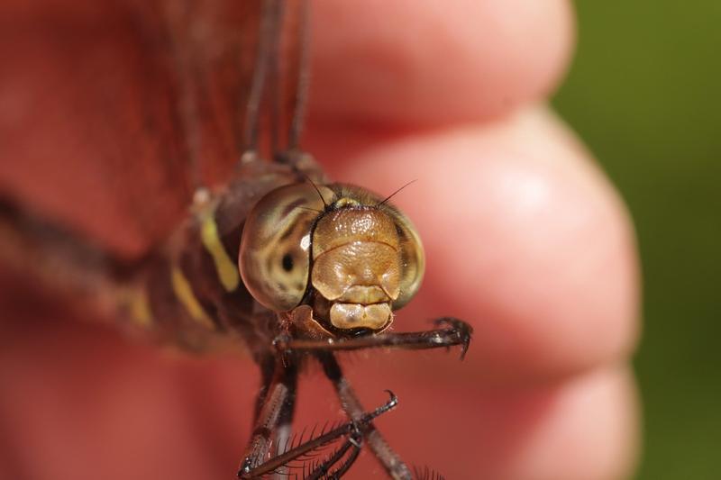 Photo of Shadow Darner