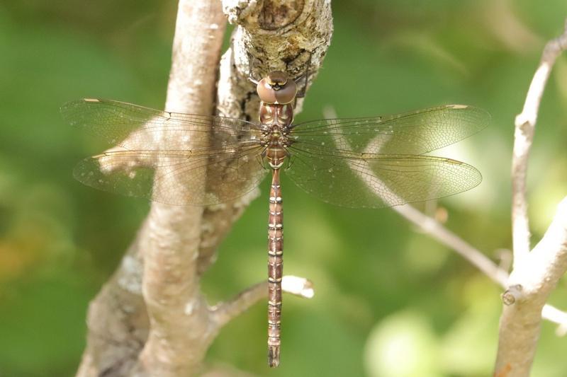 Photo of Shadow Darner