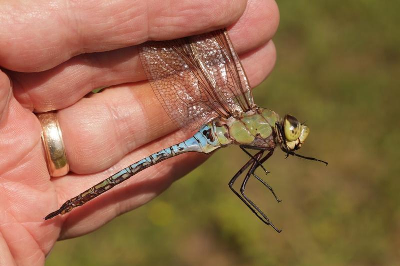 Photo of Common Green Darner