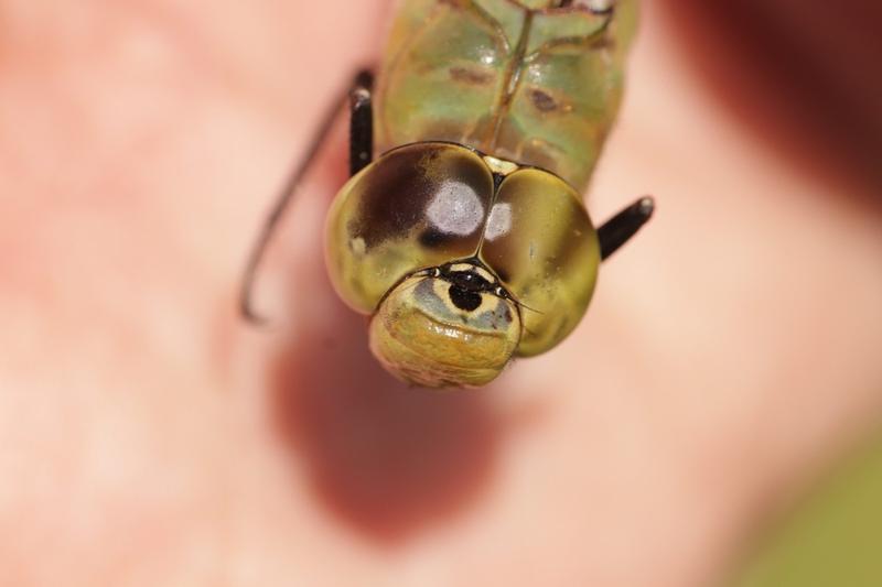 Photo of Common Green Darner
