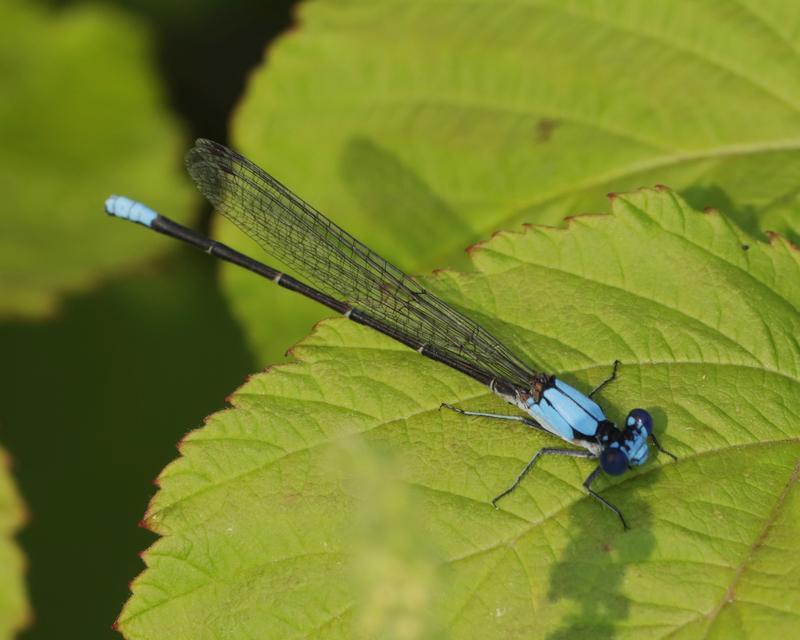 Photo of Blue-fronted Dancer