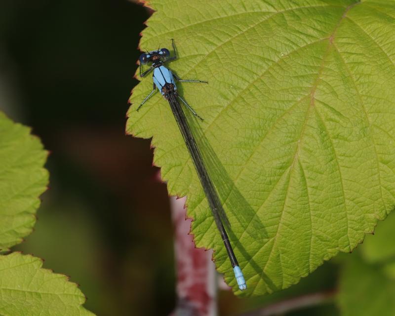 Photo of Blue-fronted Dancer
