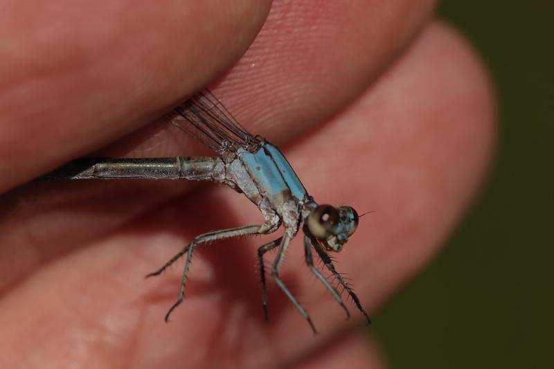 Photo of Powdered Dancer