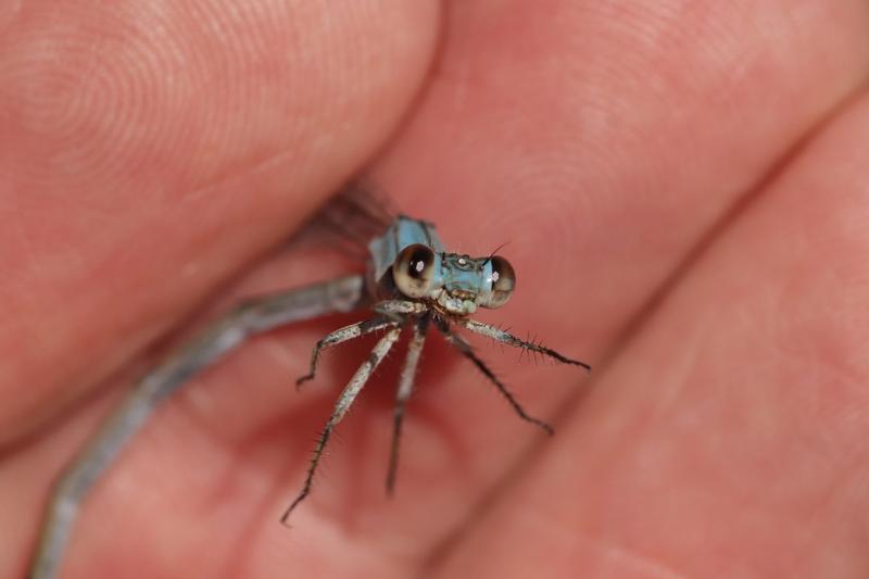 Photo of Powdered Dancer