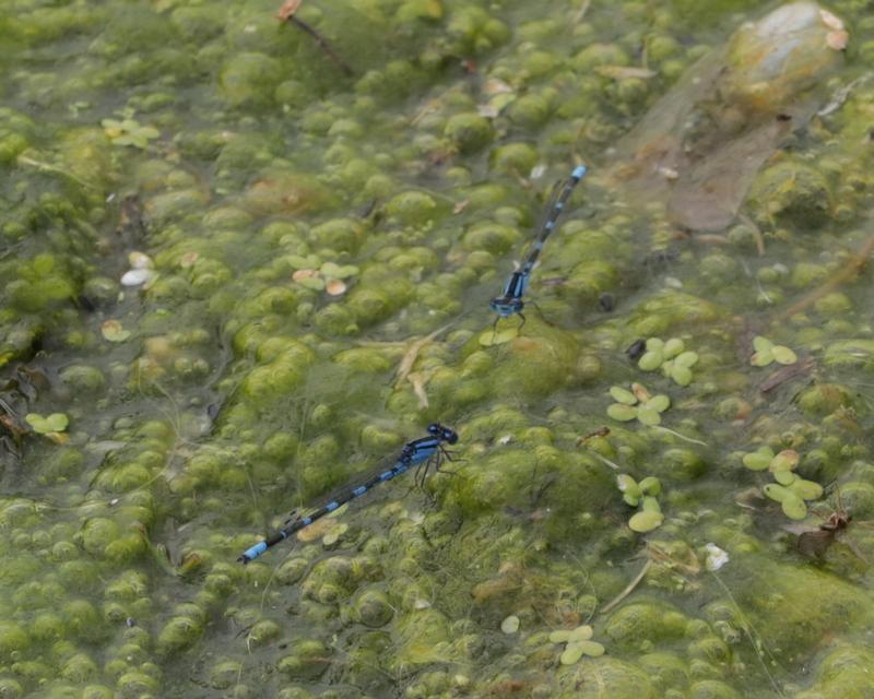 Photo of Tule Bluet