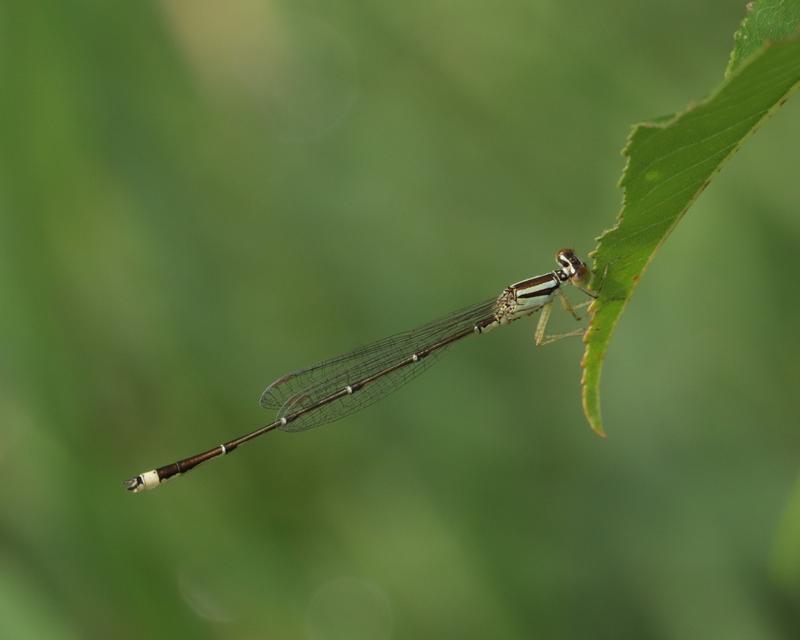 Photo of Orange Bluet