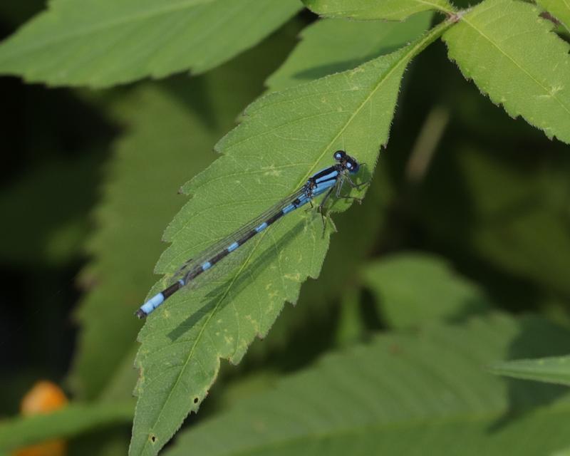 Photo of Tule Bluet