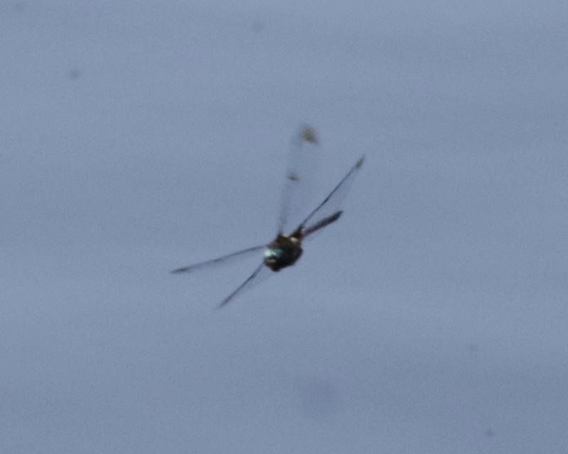 Photo of Prince Baskettail