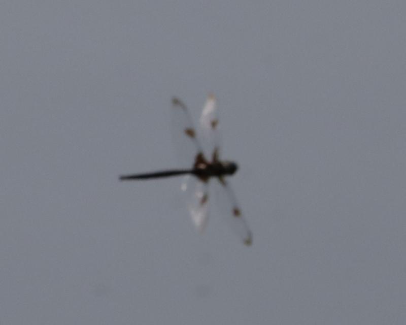 Photo of Prince Baskettail