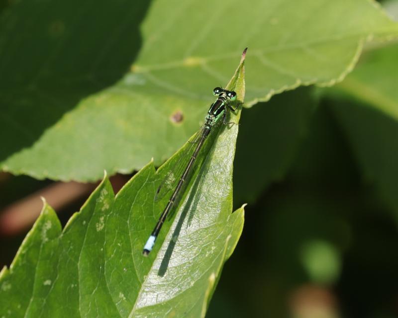 Photo of Eastern Forktail