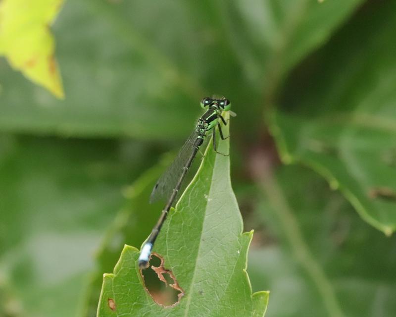 Photo of Eastern Forktail