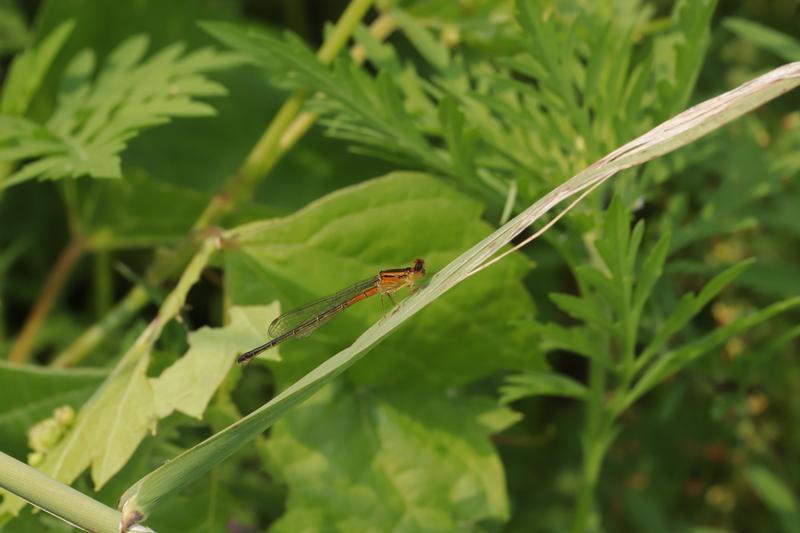 Photo of Eastern Forktail