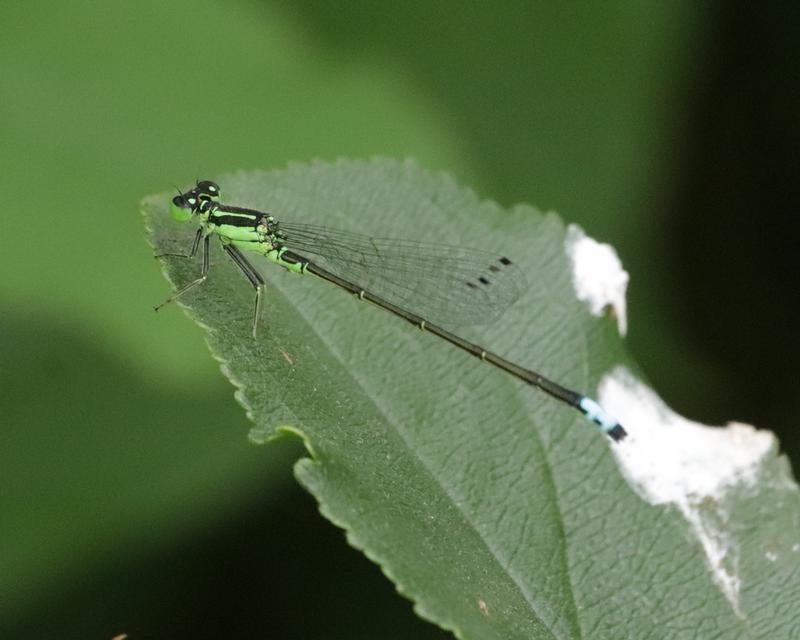 Photo of Eastern Forktail