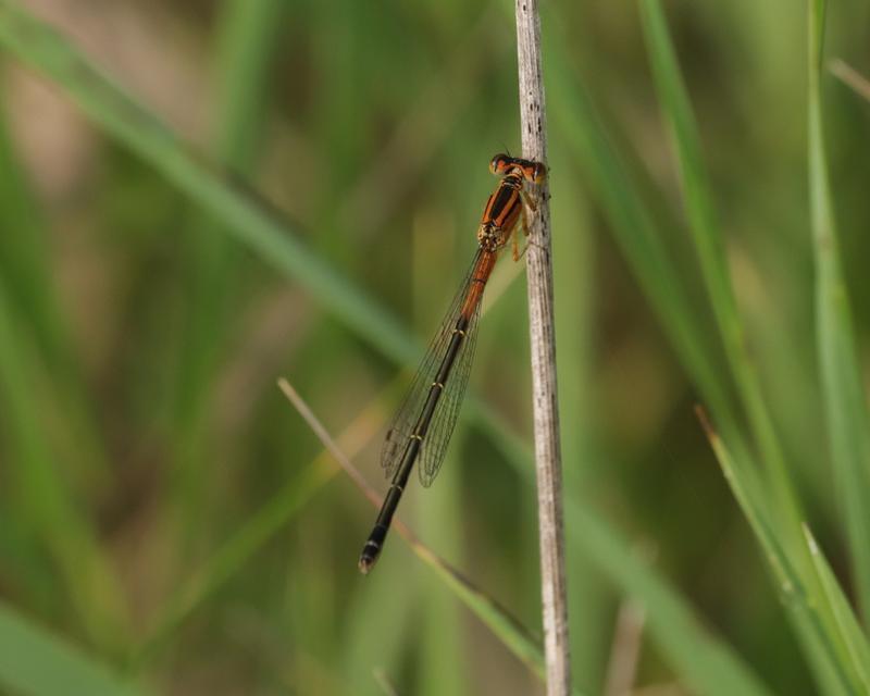 Photo of Eastern Forktail