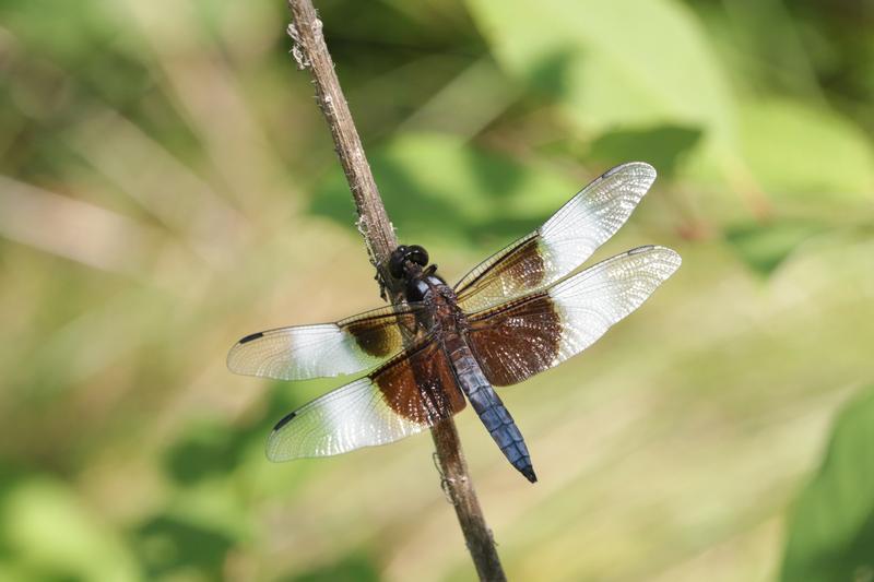 Photo of Widow Skimmer