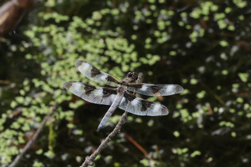 Photo of Twelve-spotted Skimmer