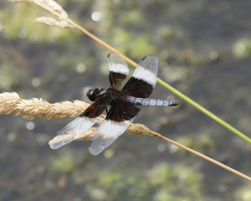 Photo of Widow Skimmer