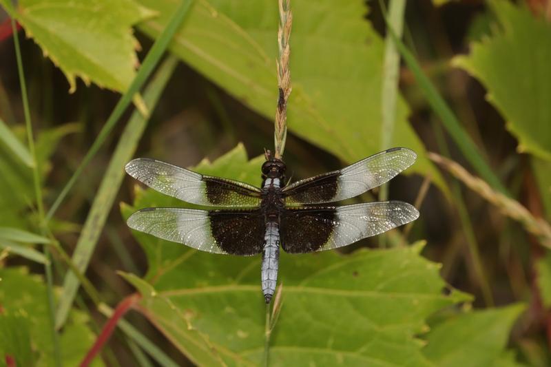 Photo of Widow Skimmer