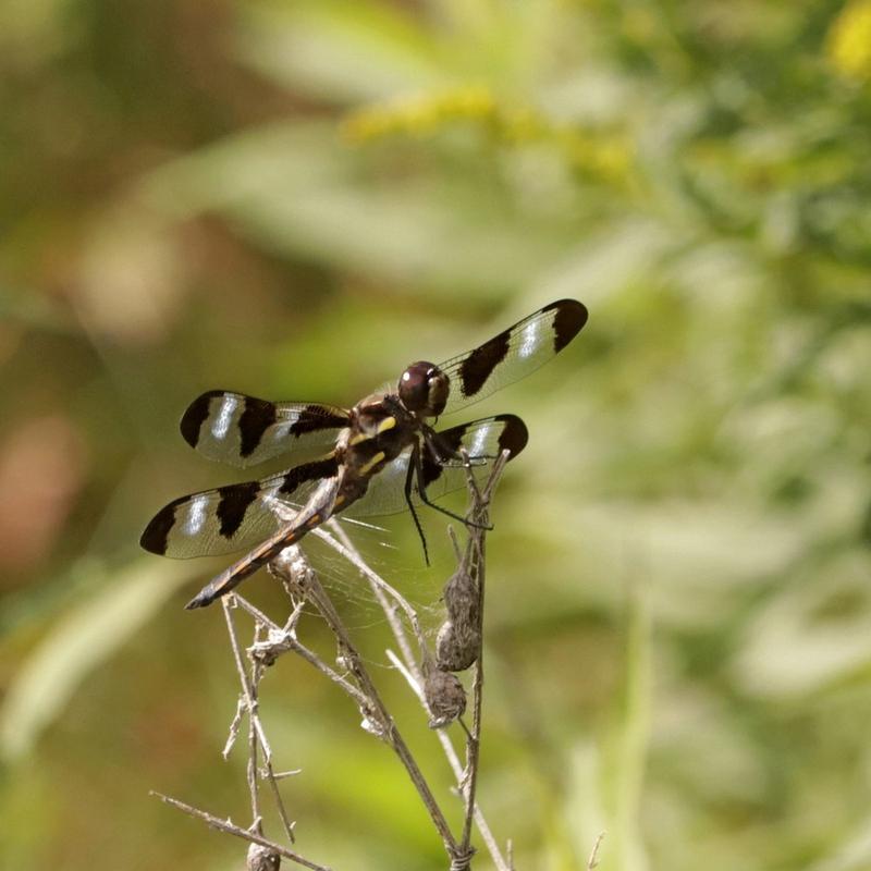 Photo of Twelve-spotted Skimmer