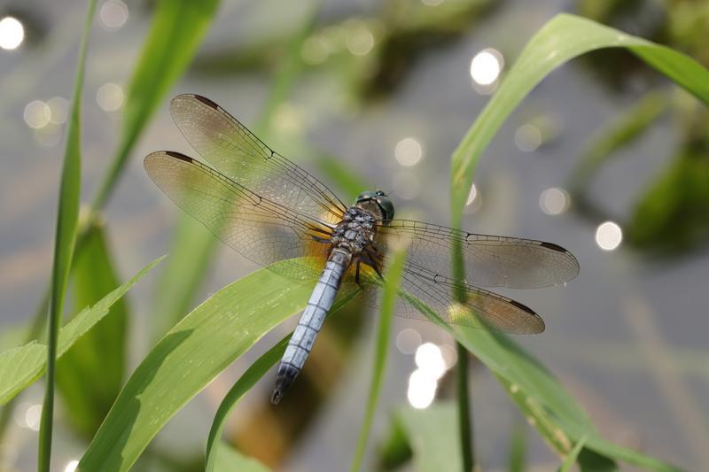 Photo of Blue Dasher