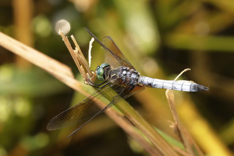 Photo of Blue Dasher