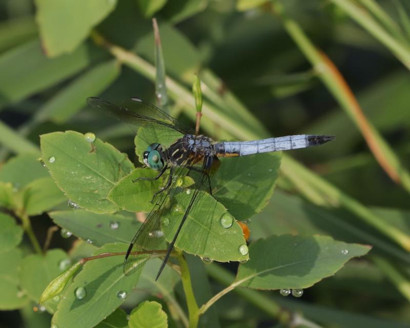Photo of Blue Dasher