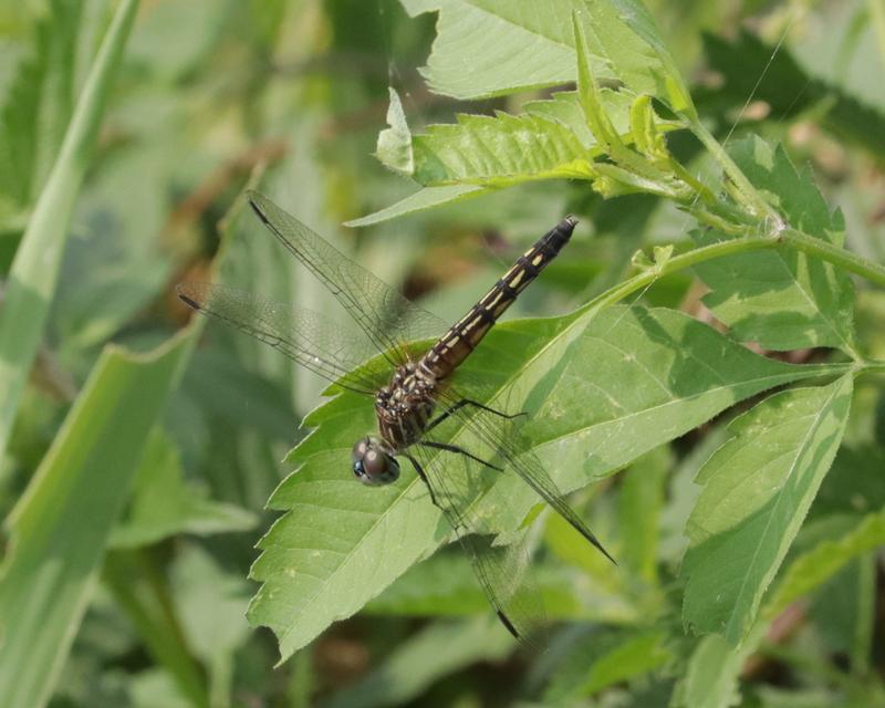 Photo of Blue Dasher