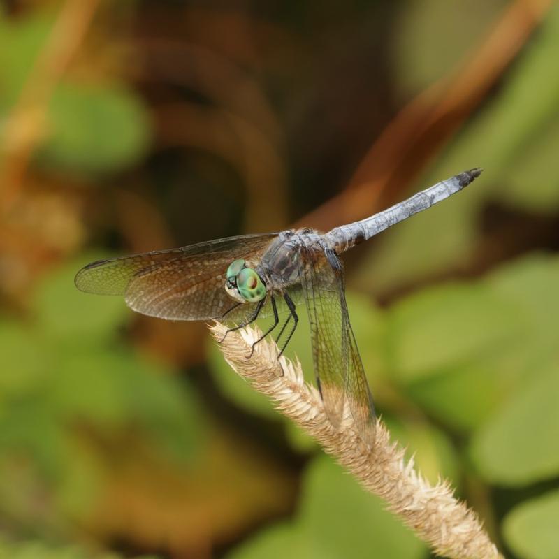 Photo of Blue Dasher