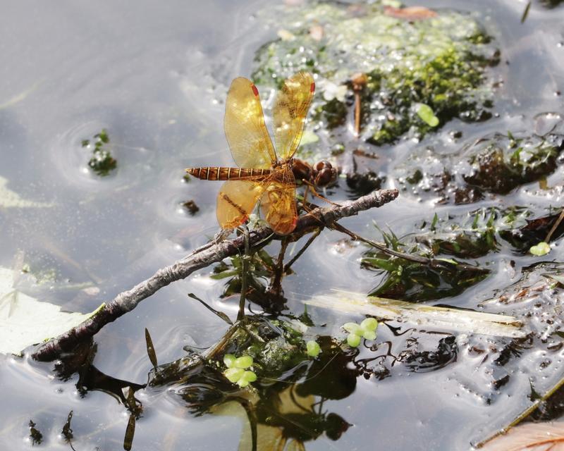 Photo of Eastern Amberwing