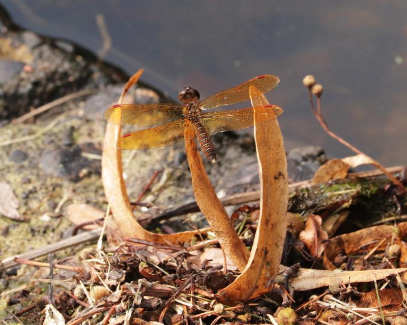 Photo of Eastern Amberwing