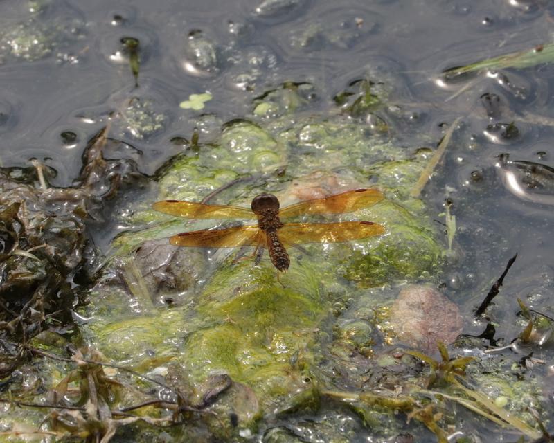 Photo of Eastern Amberwing
