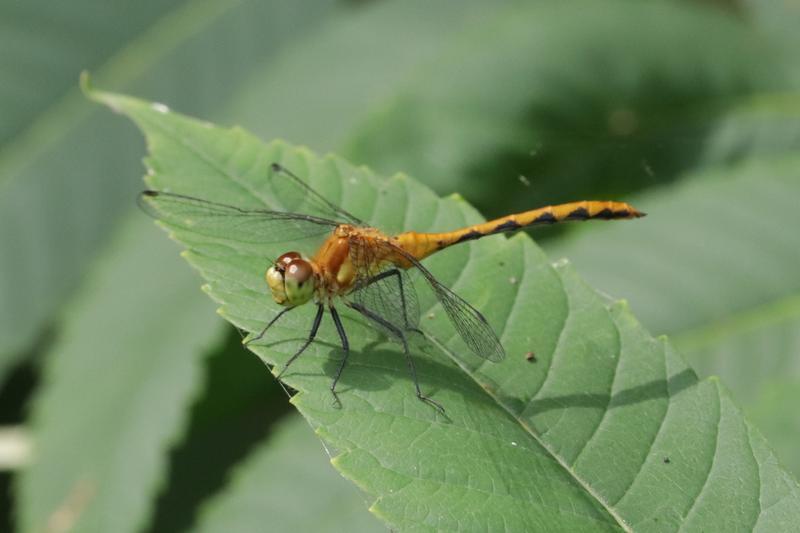 Photo of White-faced Meadowhawk