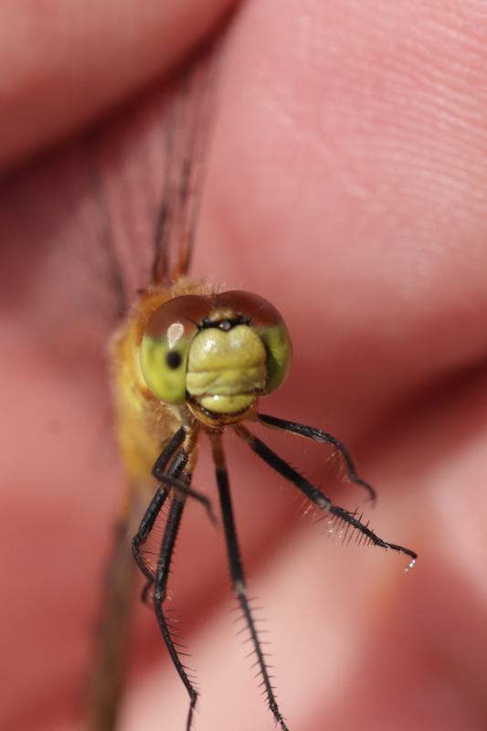 Photo of White-faced Meadowhawk