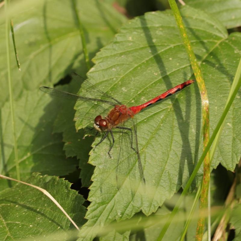 Photo of White-faced Meadowhawk