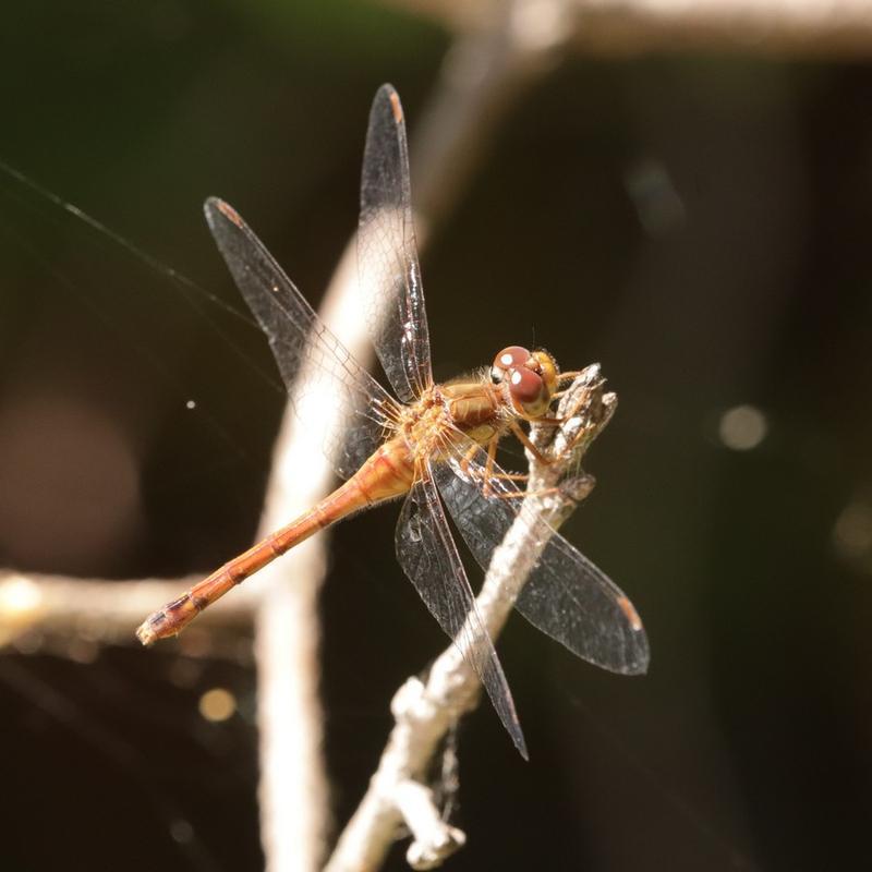 Photo of Autumn Meadowhawk