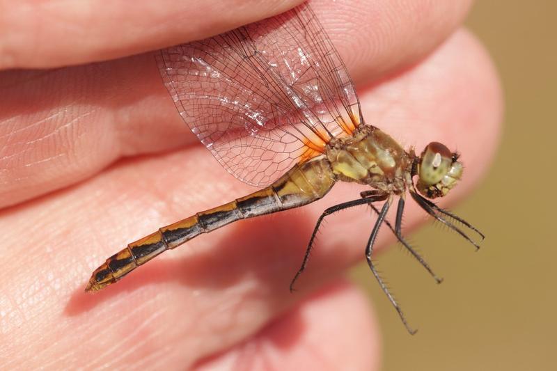 Photo of White-faced Meadowhawk