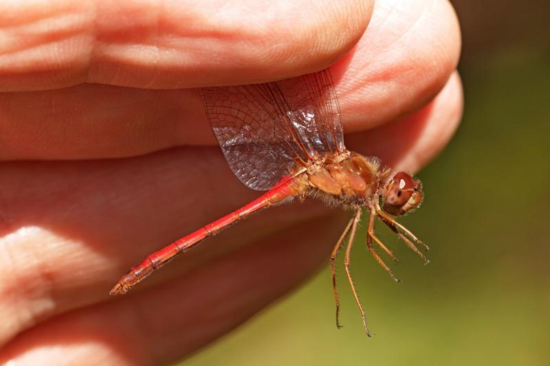 Photo of Autumn Meadowhawk