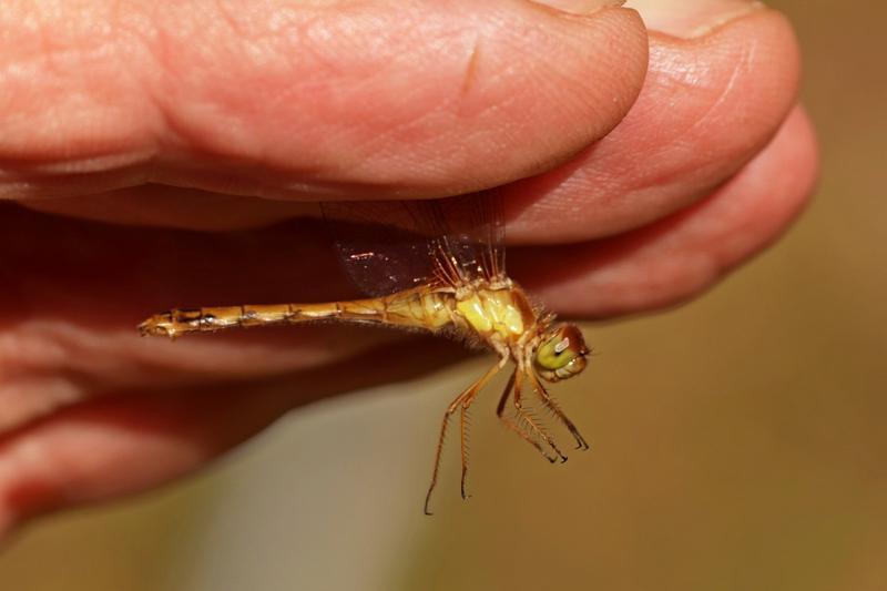 Photo of Autumn Meadowhawk