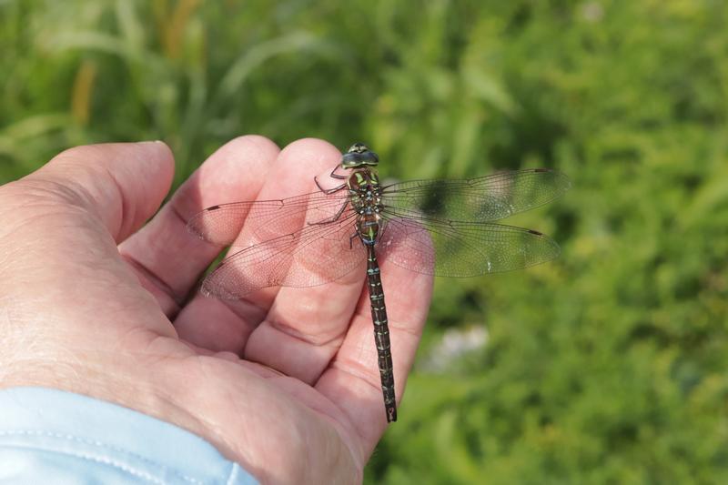 Photo of Shadow Darner