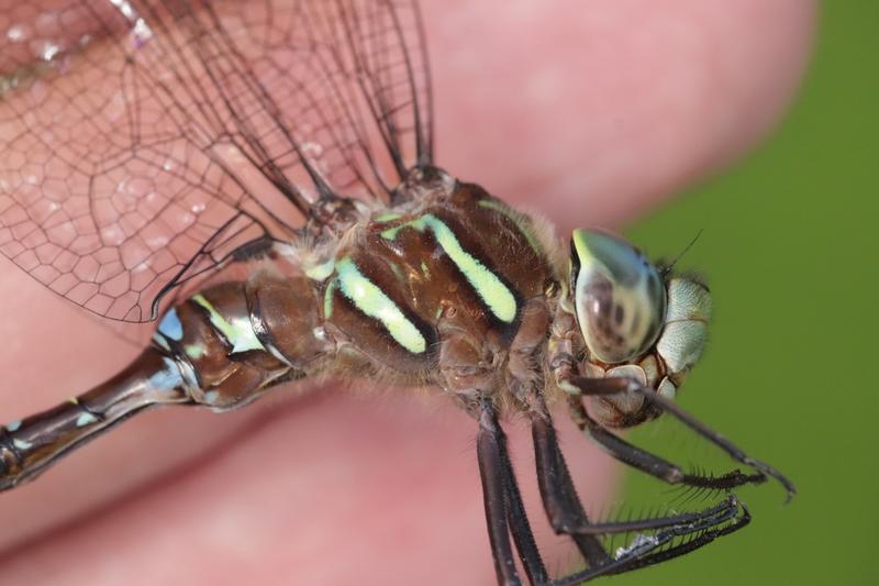 Photo of Shadow Darner