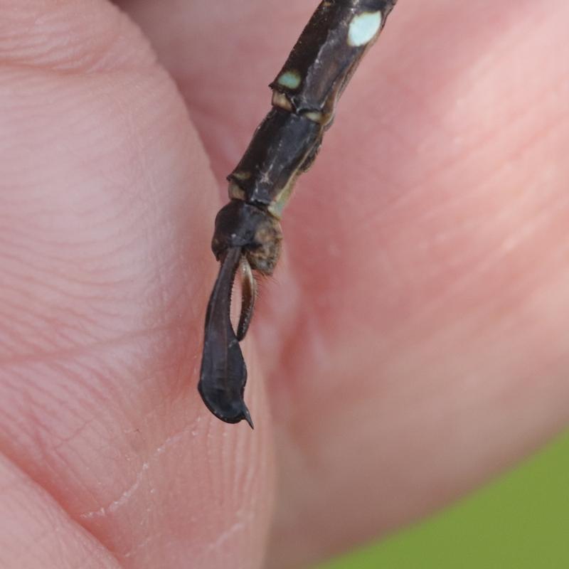 Photo of Shadow Darner