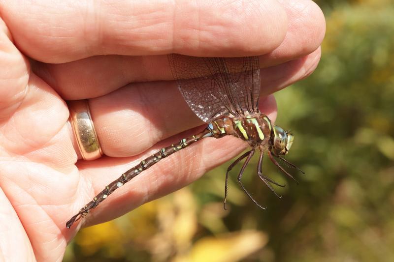 Photo of Shadow Darner