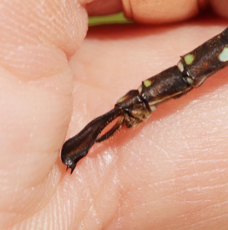 Photo of Shadow Darner