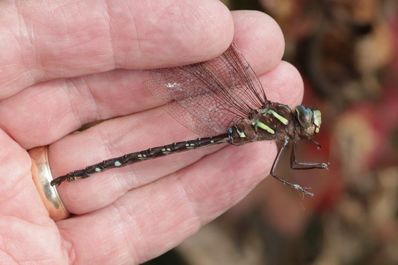 Photo of Shadow Darner