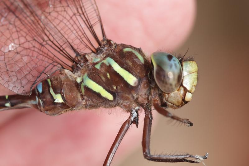 Photo of Shadow Darner