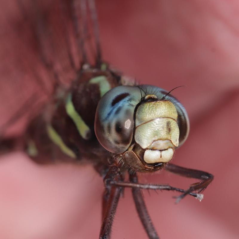Photo of Shadow Darner