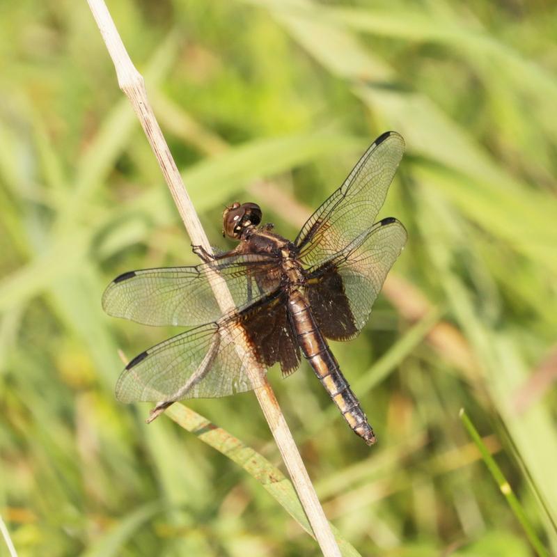 Photo of Widow Skimmer