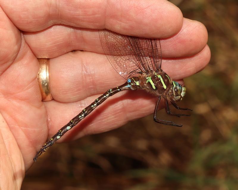 Photo of Shadow Darner